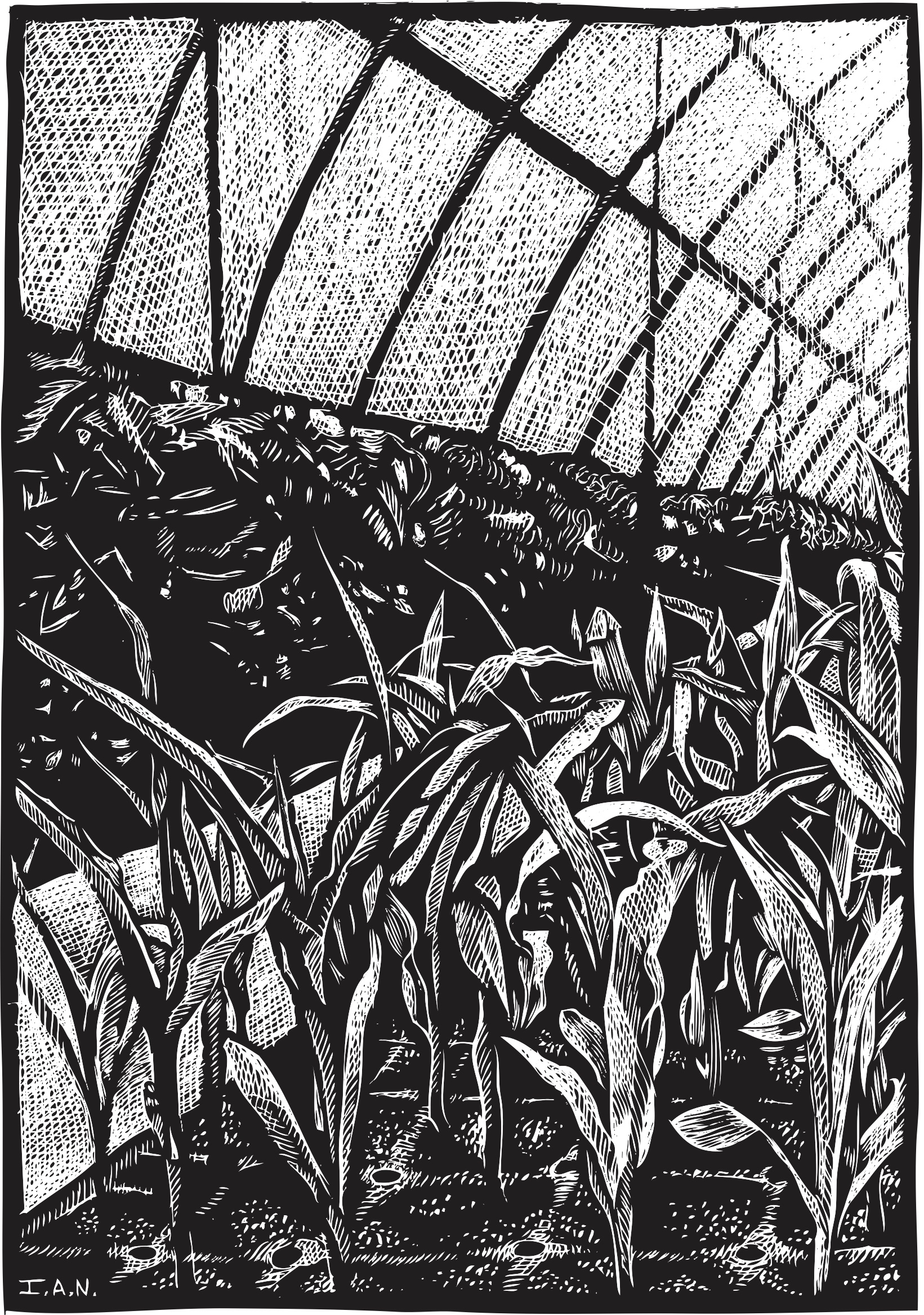 seedlings_scratchboard.jpg